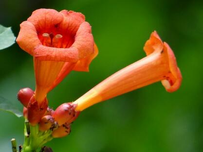 凌霄花的繁殖方法？凌霄花的形態(tài)特征？【圖】