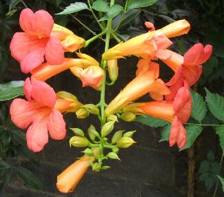 凌霄花的繁殖方法？凌霄花的形態(tài)特征？【圖】