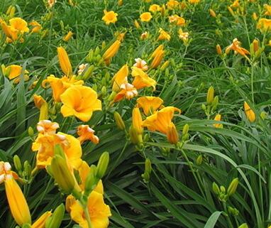 萱草的栽培技術(shù)？萱草的形態(tài)特征？【圖】