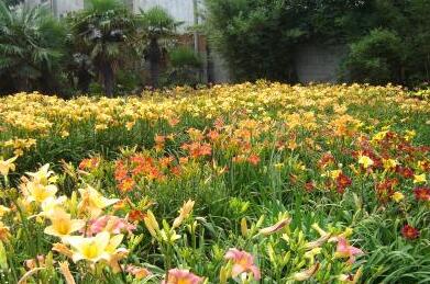 萱草的栽培技術(shù)？萱草的形態(tài)特征？【圖】