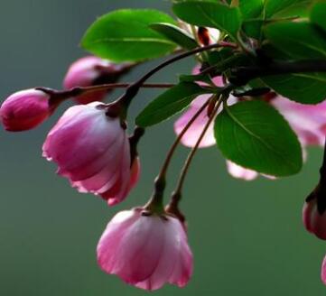 垂絲海棠的病蟲防治？垂絲海棠的主要價值？【圖】