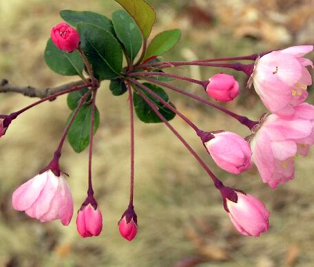 垂絲海棠的病蟲防治？垂絲海棠的主要價值？【圖】