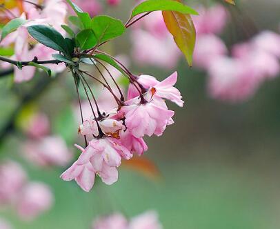 垂絲海棠的病蟲防治？垂絲海棠的主要價值？【圖】