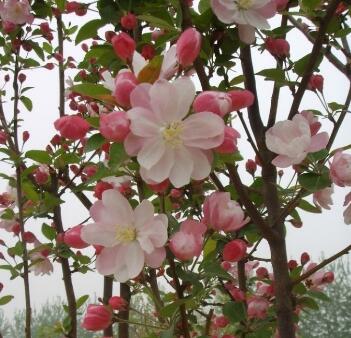 海棠的繁殖方法？海棠的栽培管理？【圖】