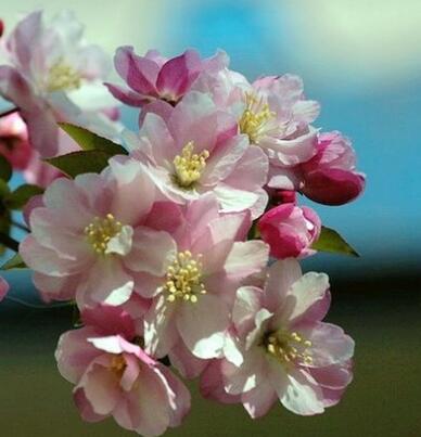 海棠的繁殖方法？海棠的栽培管理？【圖】