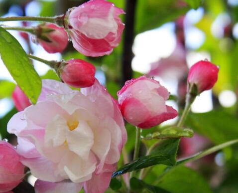 海棠的繁殖方法？海棠的栽培管理？【圖】