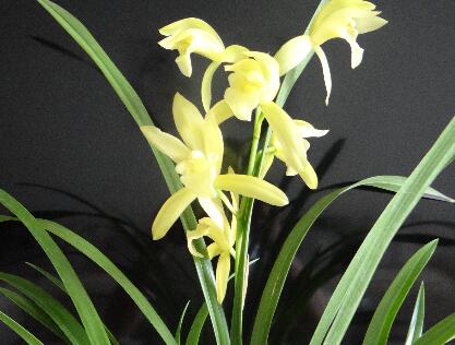 蕙蘭如何養(yǎng)？海棠的栽培管理？【圖】