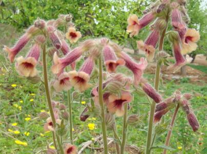 地黃的栽培技術(shù)？地黃的宜忌人群？【圖】