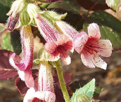 地黃的栽培技術(shù)？地黃的宜忌人群？【圖】