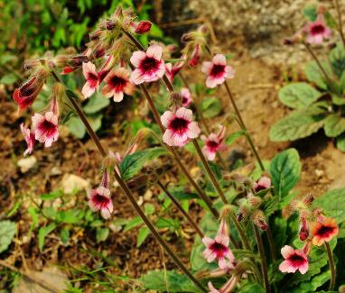 地黃的栽培技術(shù)？地黃的宜忌人群？【圖】