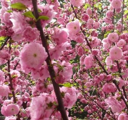 榆葉梅的生長方法？榆葉梅的主要品種？【圖】