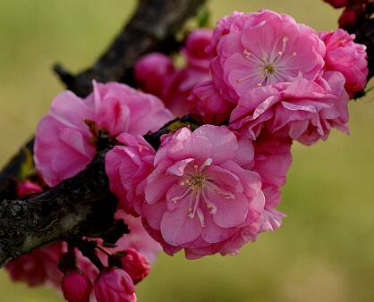 榆葉梅的生長方法？榆葉梅的主要品種？【圖】