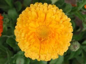 金盞花的功效與作用？金盞菊種植方法？【圖】