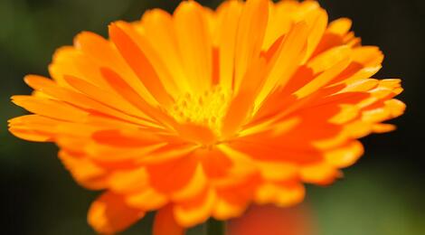 金盞花的功效與作用？金盞菊種植方法？【圖】