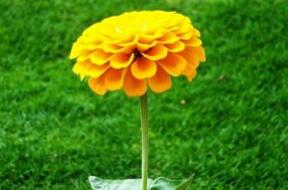 金盞花的功效與作用？金盞菊種植方法？【圖】