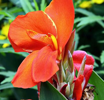 美人蕉的功效與作用？如何種植美人蕉？【圖】