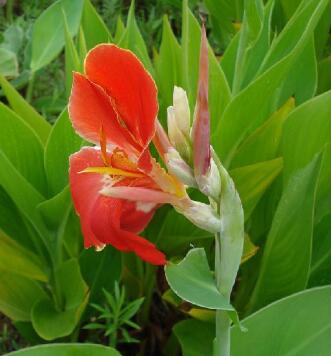 美人蕉的功效與作用？如何種植美人蕉？【圖】