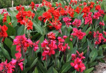 美人蕉的功效與作用？如何種植美人蕉？【圖】