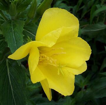 月見草的繁殖方法？月見草的藥理作用？【圖】