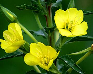 月見草的繁殖方法？月見草的藥理作用？【圖】