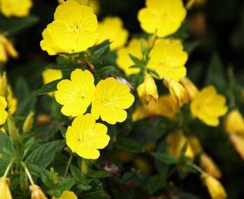 月見草的繁殖方法？月見草的藥理作用？【圖】