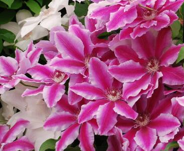 月見草的藥用價值？月見草的藥理作用？【圖】