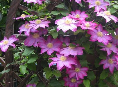 月見草的藥用價值？月見草的藥理作用？【圖】