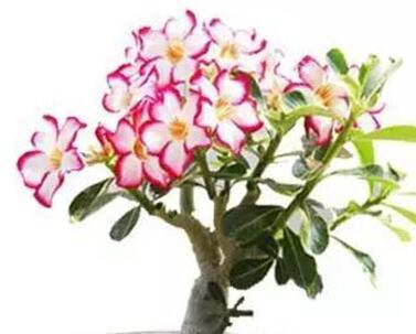 沙漠玫瑰的藥用價值？沙漠玫瑰的種植方法？【圖】