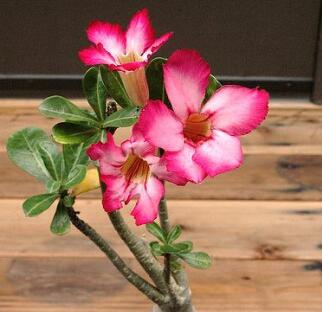 沙漠玫瑰的藥用價值？沙漠玫瑰的種植方法？【圖】