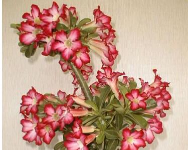 沙漠玫瑰的藥用價值？沙漠玫瑰的種植方法？【圖】