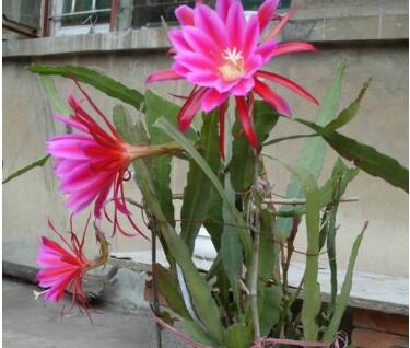 令箭荷花的養(yǎng)殖方法？令箭荷花的病蟲防治？【圖】