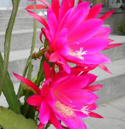 令箭荷花的養(yǎng)殖方法？令箭荷花的病蟲防治？【圖】