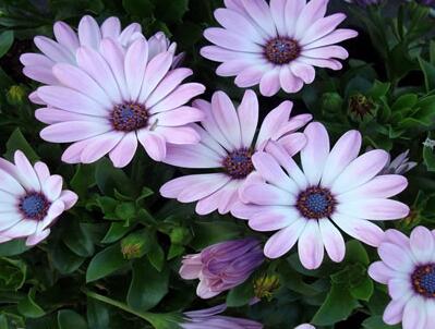 雛菊的花語是什么？雛菊的栽培技術(shù)？【圖】