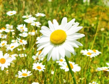 雛菊的花語是什么？雛菊的栽培技術(shù)？【圖】