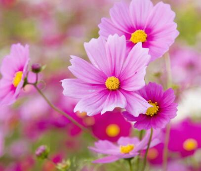 雛菊的花語是什么？雛菊的栽培技術(shù)？【圖】