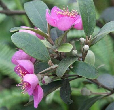 桃金娘的繁殖方法？桃金娘的栽培技術？【圖】