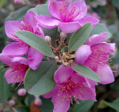 桃金娘的繁殖方法？桃金娘的栽培技術？【圖】