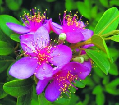 桃金娘的繁殖方法？桃金娘的栽培技術？【圖】