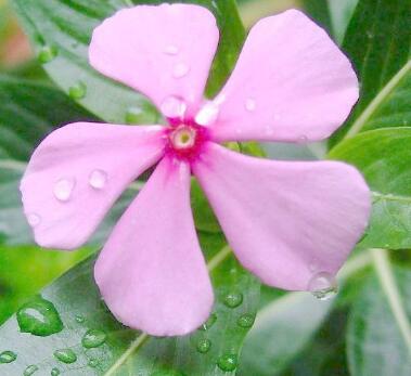 長(zhǎng)春花的養(yǎng)殖方法？長(zhǎng)春花的花語(yǔ)？【圖】