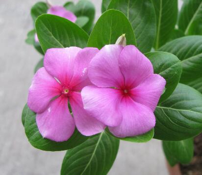 長(zhǎng)春花的養(yǎng)殖方法？長(zhǎng)春花的花語(yǔ)？【圖】