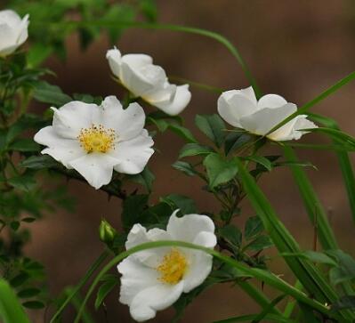 金櫻子的相關(guān)配伍？金櫻子的生理特性？【圖】