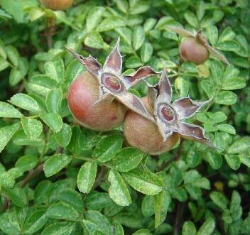 金櫻子的相關(guān)配伍？金櫻子的生理特性？【圖】