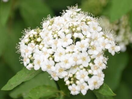 紅瑞木的功效與作用？紅瑞木的繁殖方法 ？【圖】