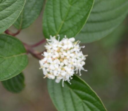 紅瑞木的功效與作用？紅瑞木的繁殖方法 ？【圖】