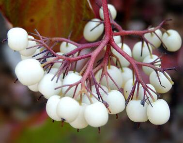 紅瑞木的功效與作用？紅瑞木的繁殖方法 ？【圖】