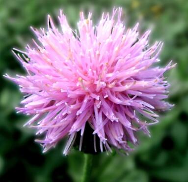 刺兒菜的栽培方法？刺兒菜的形態(tài)特征？【圖】