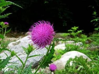 刺兒菜的栽培方法？刺兒菜的形態(tài)特征？【圖】