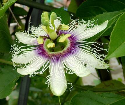 西番蓮的功效和作用？西番蓮果怎么吃？【圖】