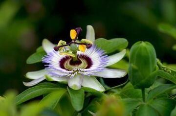 西番蓮的功效和作用？西番蓮果怎么吃？【圖】