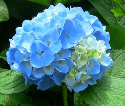 八仙花的繁殖方法？八仙花的花語？【圖】